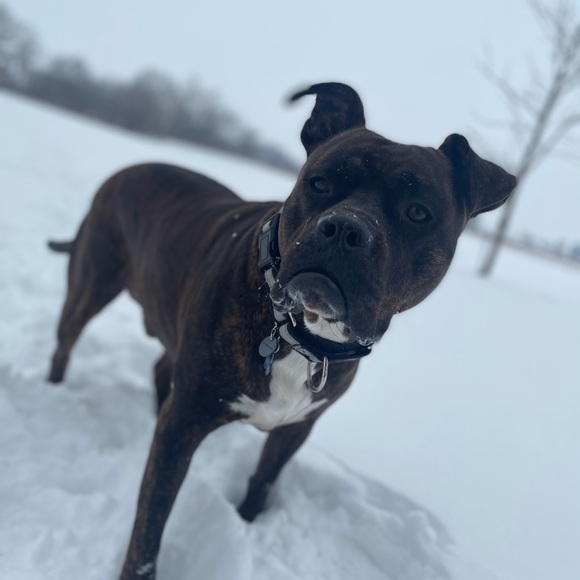 Meet your Posher, Garrett - Picture 1 of 1